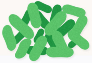 Los probióticos compuestos mejoran el polvo de la inmunidad