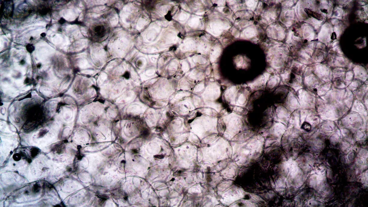 ¿Qué es la pectina en biología?