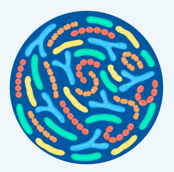 ¿Cuáles son los efectos de los suplementos probióticos?