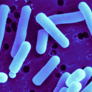 Monestrain de grado alimenticio Solo probióticos en polvo Lactobacillus Casei