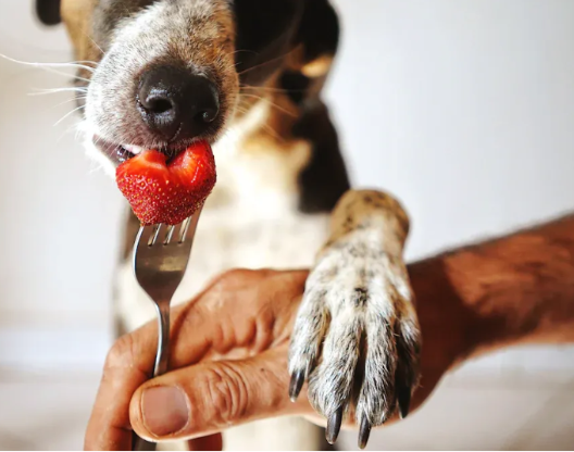 ¿Pueden los perros tener pectina?