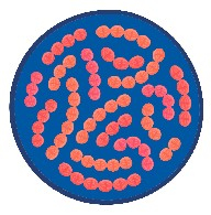 Termófilo Streptococcus